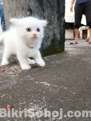 Persian cat